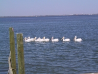Pelicans on the Intercoastal Waterway [JPEG 282K]