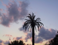 Sunset with Palm Tree [JPEG 378K]