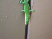 A Lizard [JPEG - 541K]