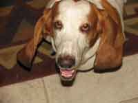 Peaches the Basset [JPEG - 68K]